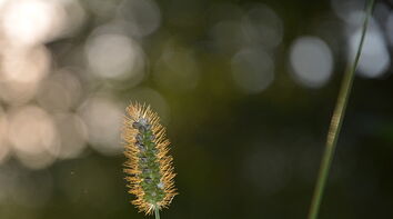 kareni über Pixabay